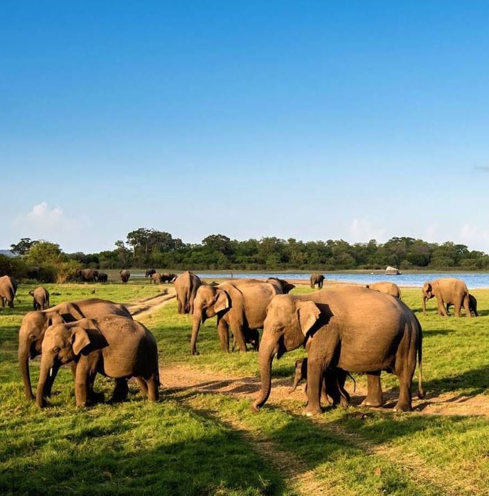 Evening Minneriya Safari Tour