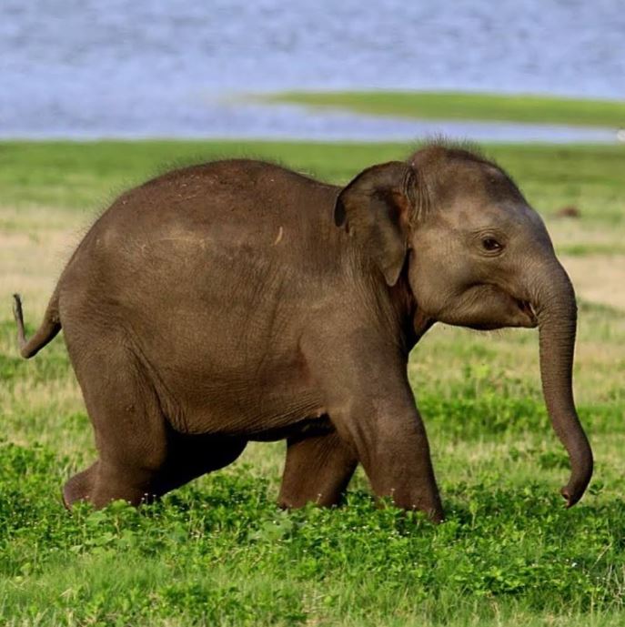 Evening Minneriya Safari Tour