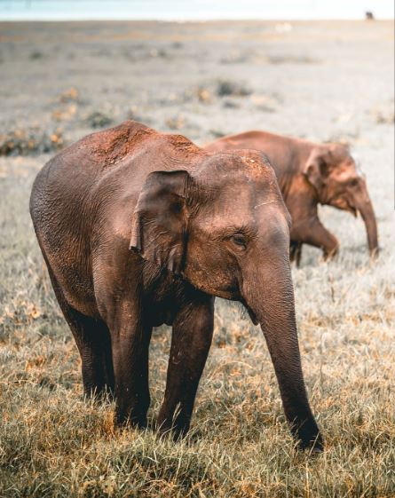 Kaudulla National Park