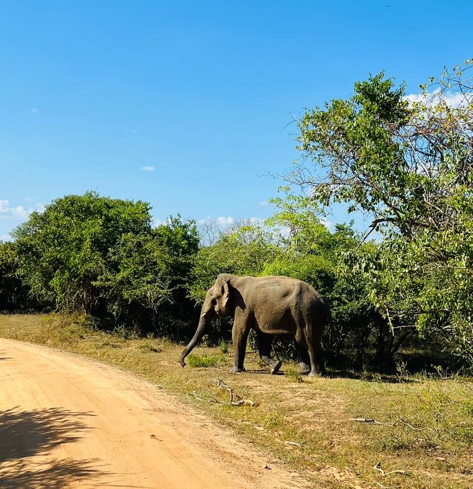 Minneriya Morning Safari