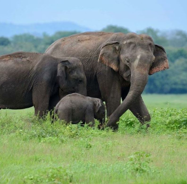 Minneriya National Park Sri Lanka