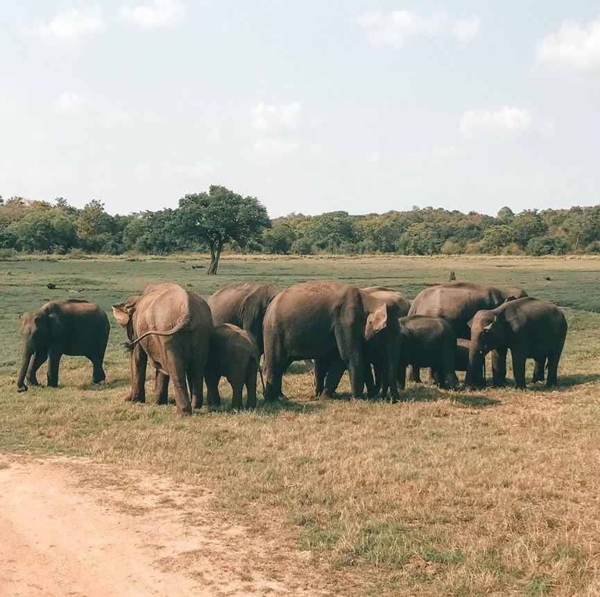 Minneriya National Park Sri Lanka