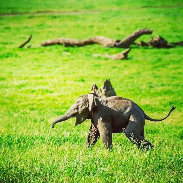 Minneriya Safari Sri Lanka