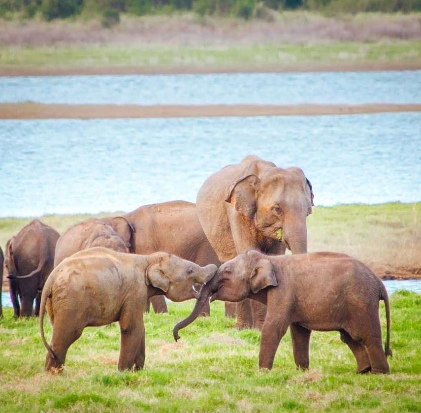 Minneriya Safari Tour