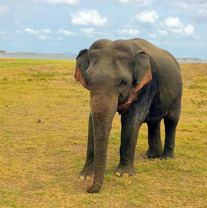 minneriya park Safari