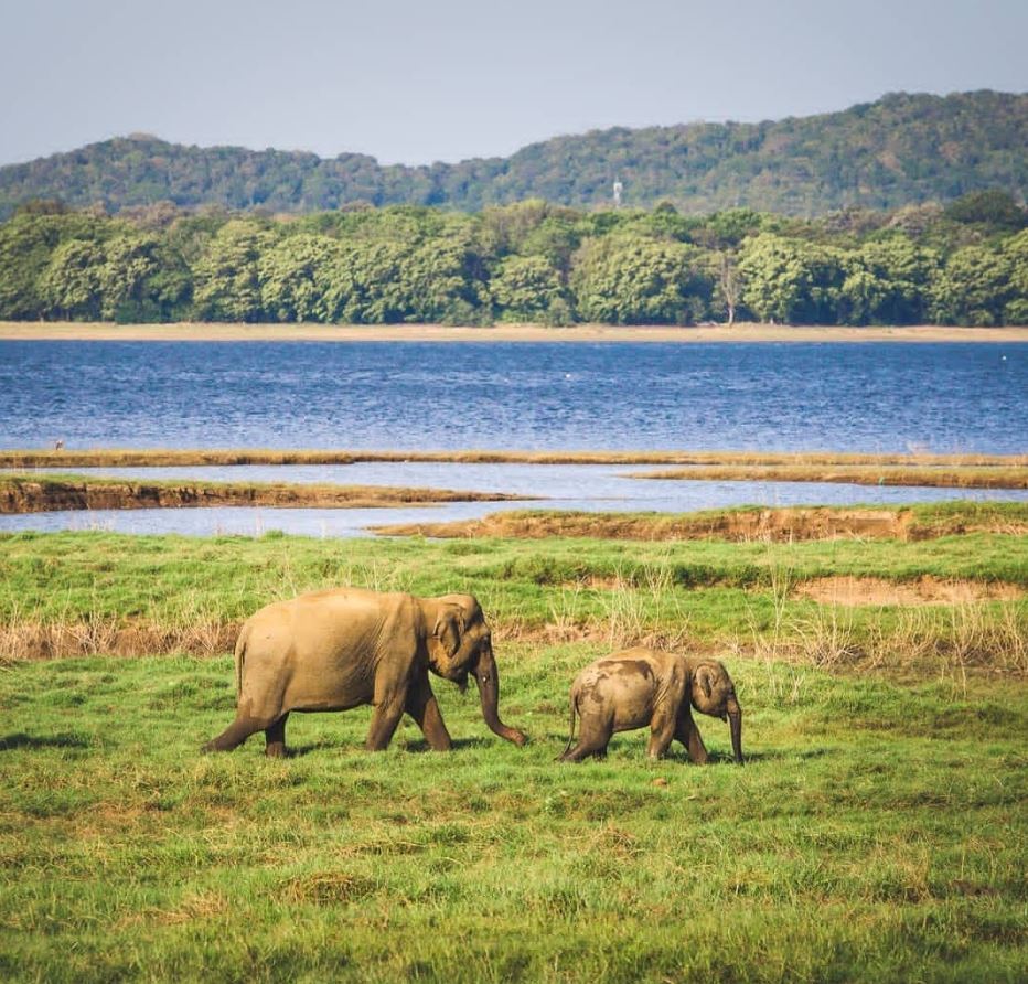 minneriya park Sri Lanka